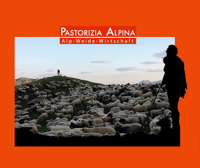 pastorizia alpina